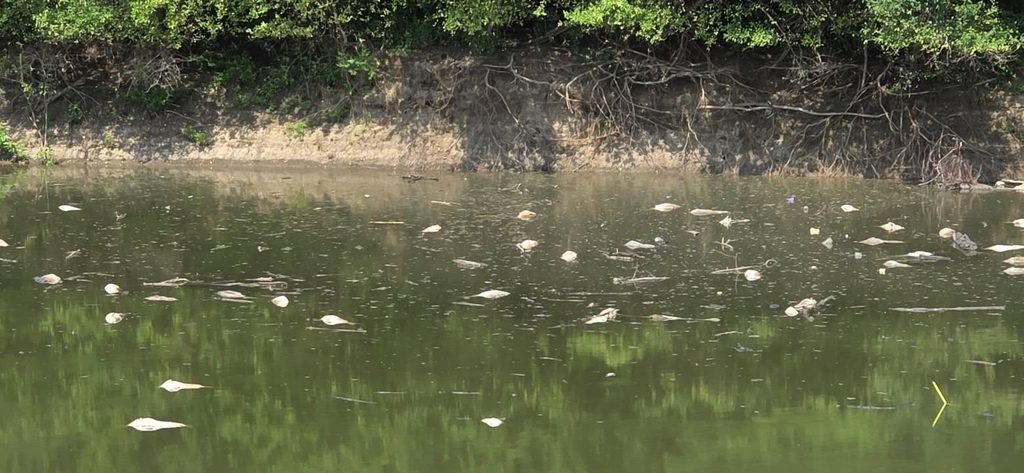Dead silver carp floating in a Midwest river during a seasonal fish die-off